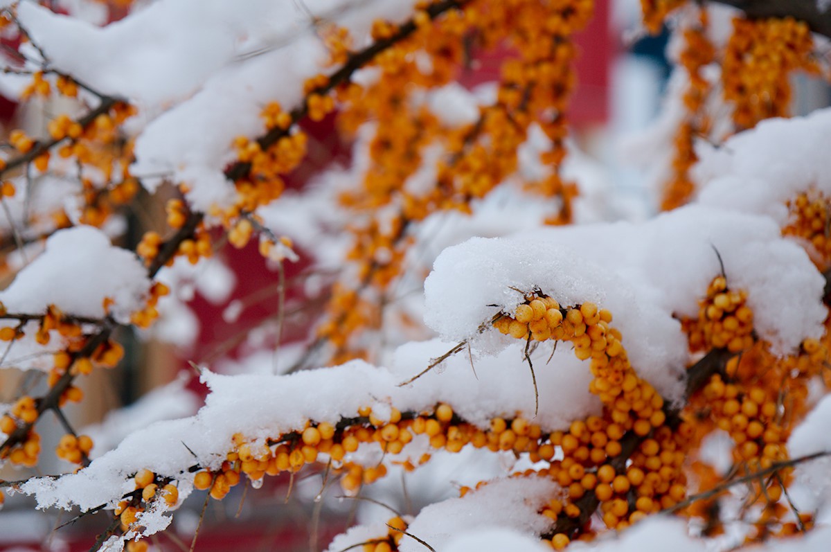 Winter berries